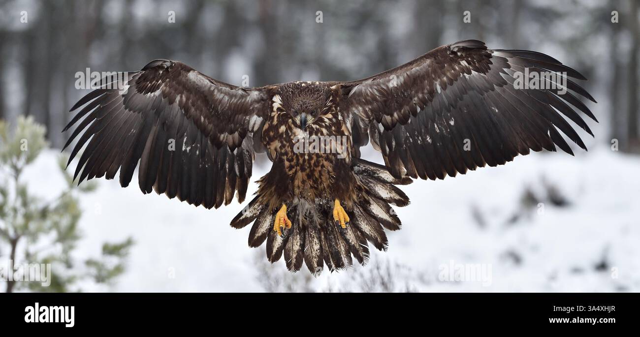 white-tailed eagle landing in winter Stock Photo