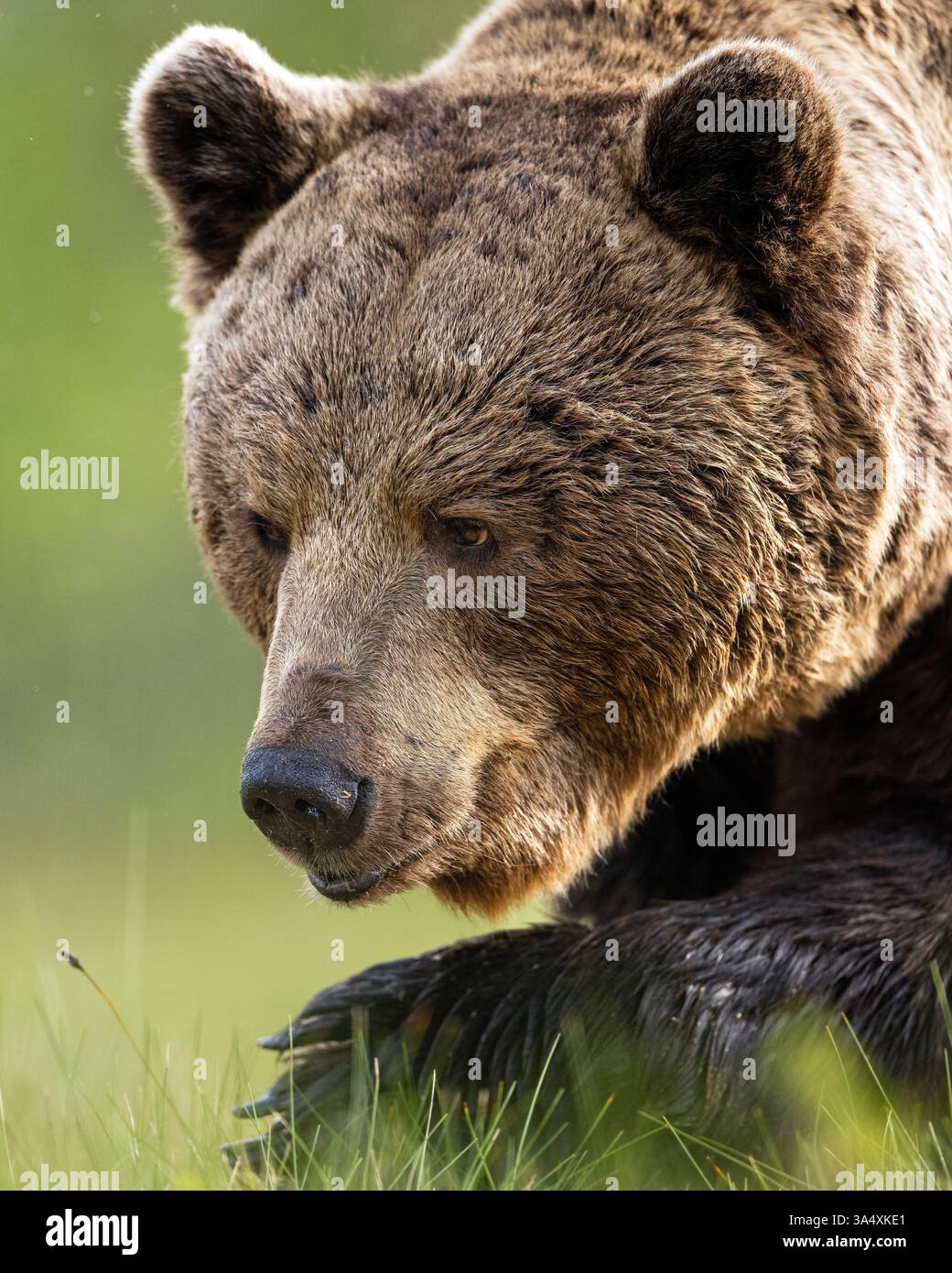 Brown bear closeup portrait, old bear Stock Photo