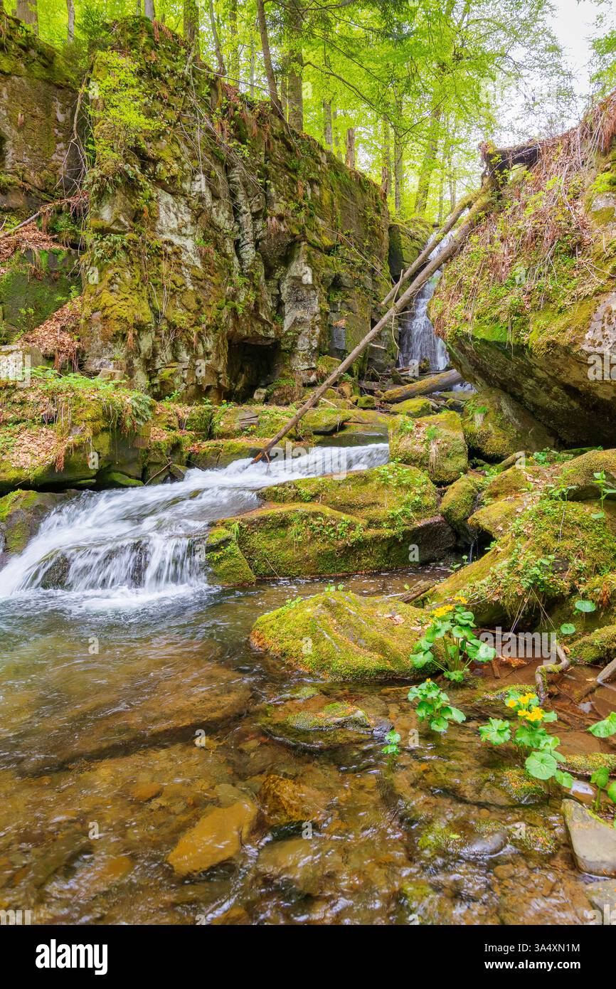 landscape with river among rock in forest. clear water stream in nature green environment. beautiful natural park scenery near wild waterfall in sprin Stock Photo