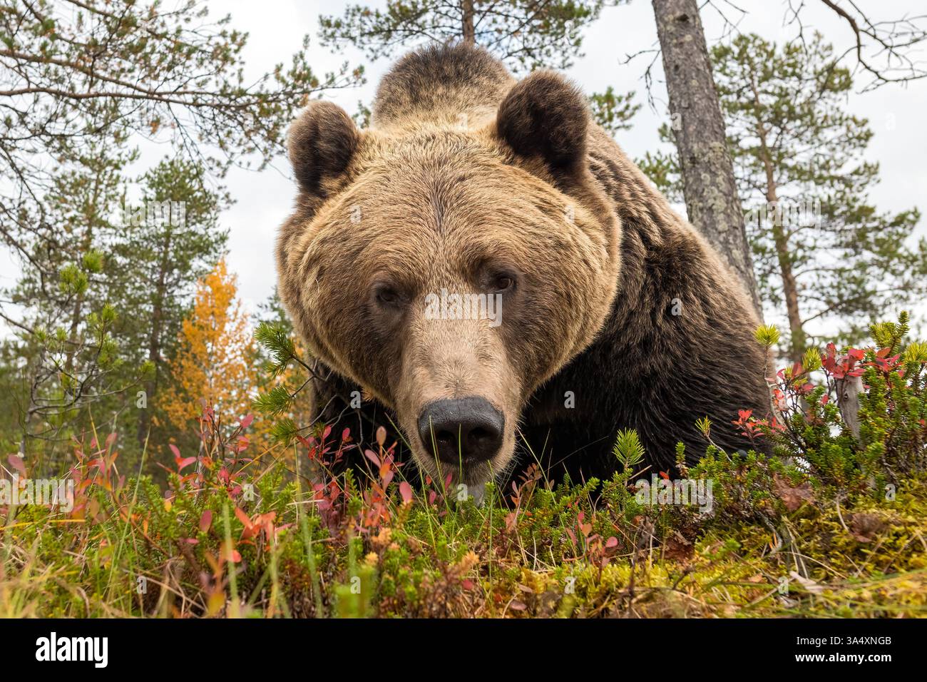 brown bear closeup in autumn scenery Stock Photo