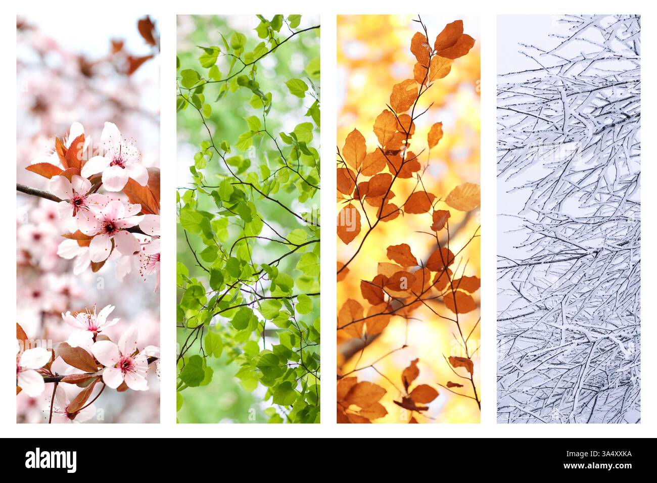Four seasons, collage. Beautiful photos of nature during spring, summer ...