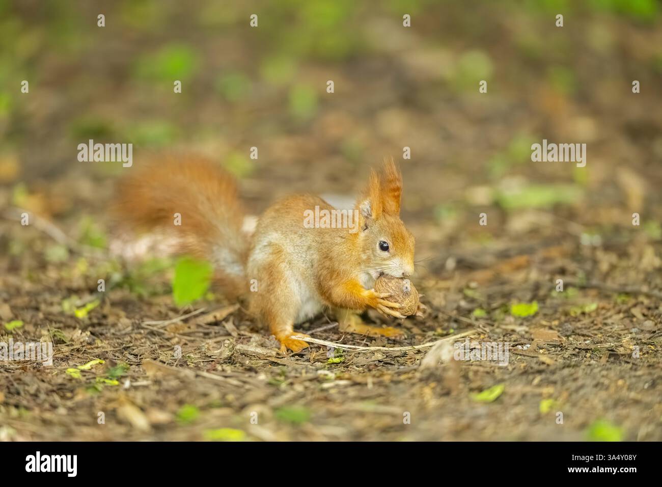 european squirrel Stock Photo