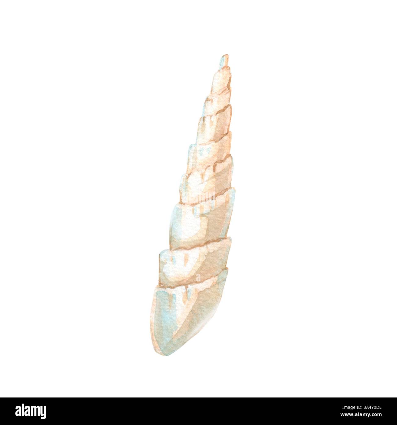 Sea shell watercolor illustration hand drawn and isolated on white ...