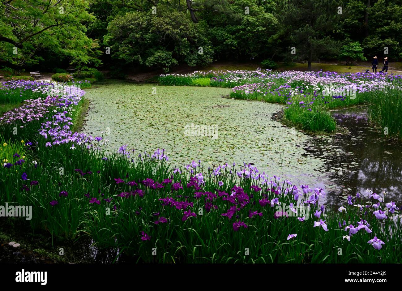 Irises bloom at Ritsurin Koen gardens, Takamatsu,Japan. Stock Photo