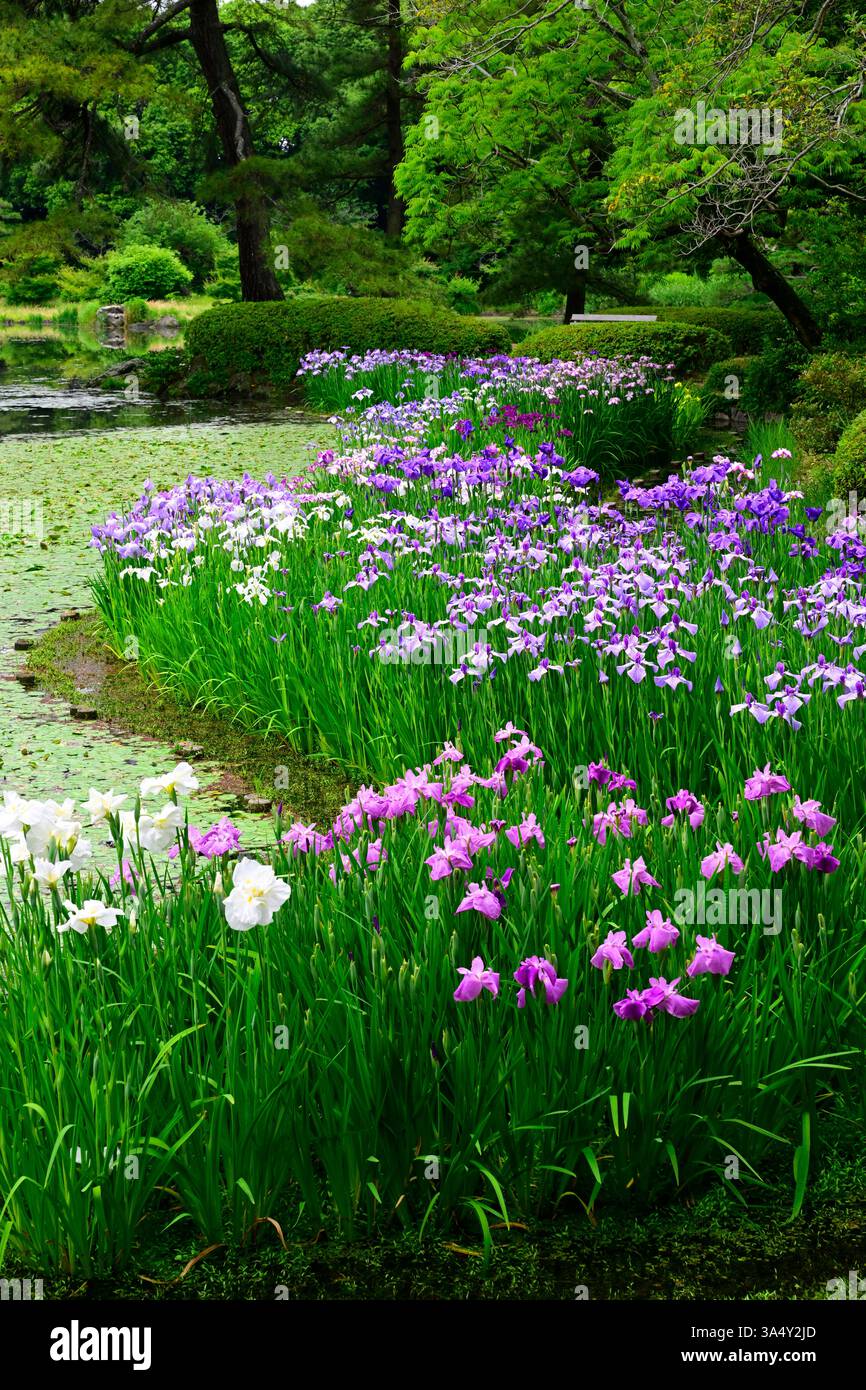 Irises bloom at Ritsurin Koen gardens, Takamatsu,Japan. Stock Photo