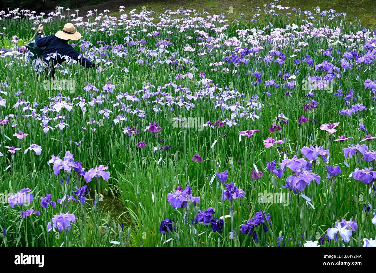 Irises bloom at Ritsurin Koen gardens, Takamatsu,Japan. Stock Photo