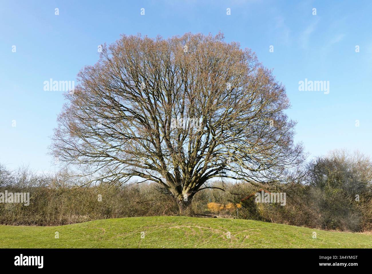 March winter blue sky sunshine in rural landscape view single English deciduous hardwood Oak Tree & countryside hedgerow  Brentwood Essex England UK Stock Photo