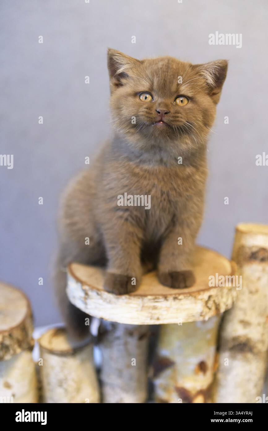 British Shorthair Kitten Stock Photo