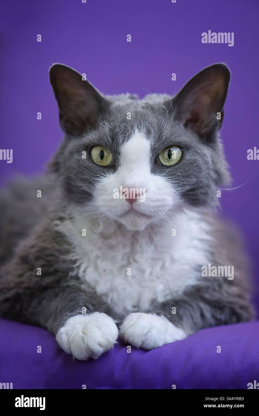 Devon Rex Stock Photo