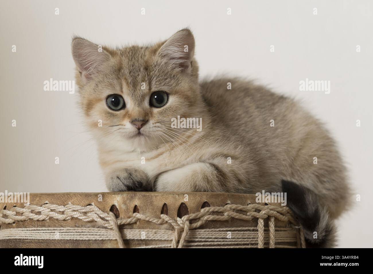 British Shorthair Kitten Stock Photo