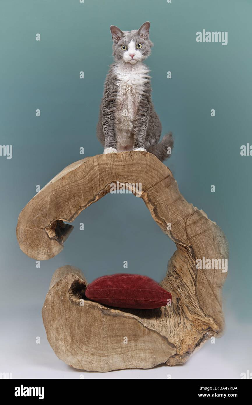 Devon Rex Stock Photo