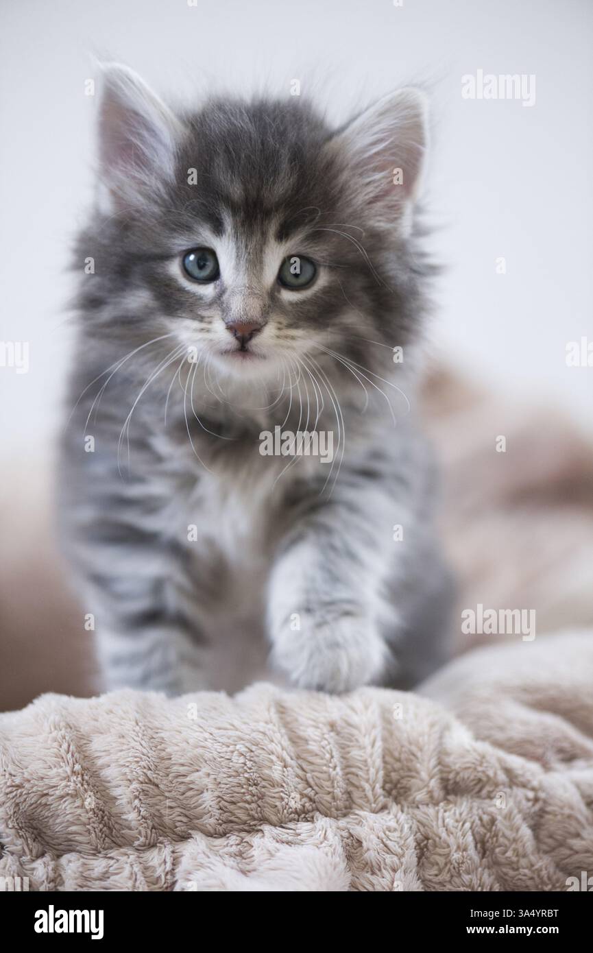 Norwegian Forest Cat Kitten Stock Photo
