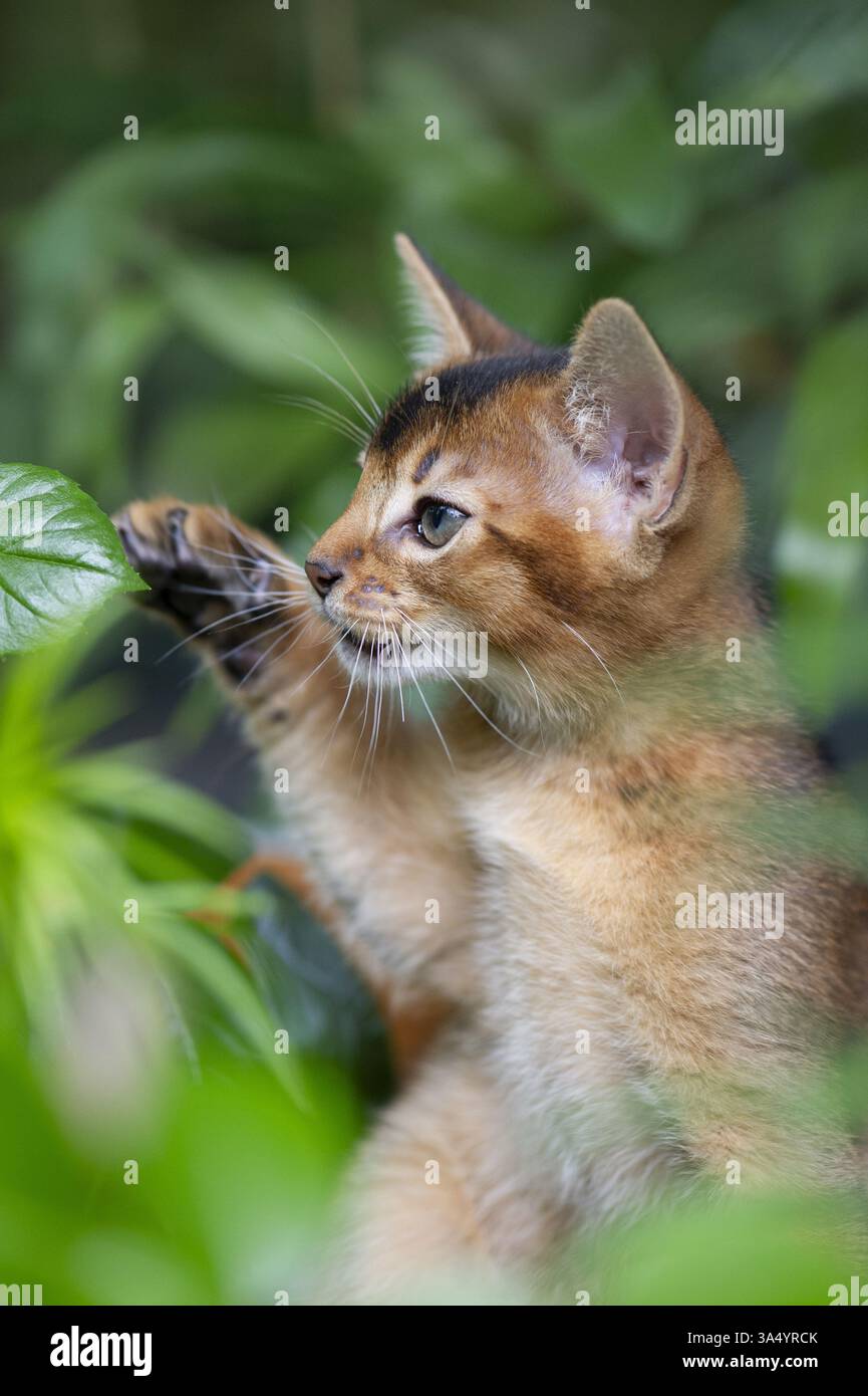 Abyssinian kitten Stock Photo