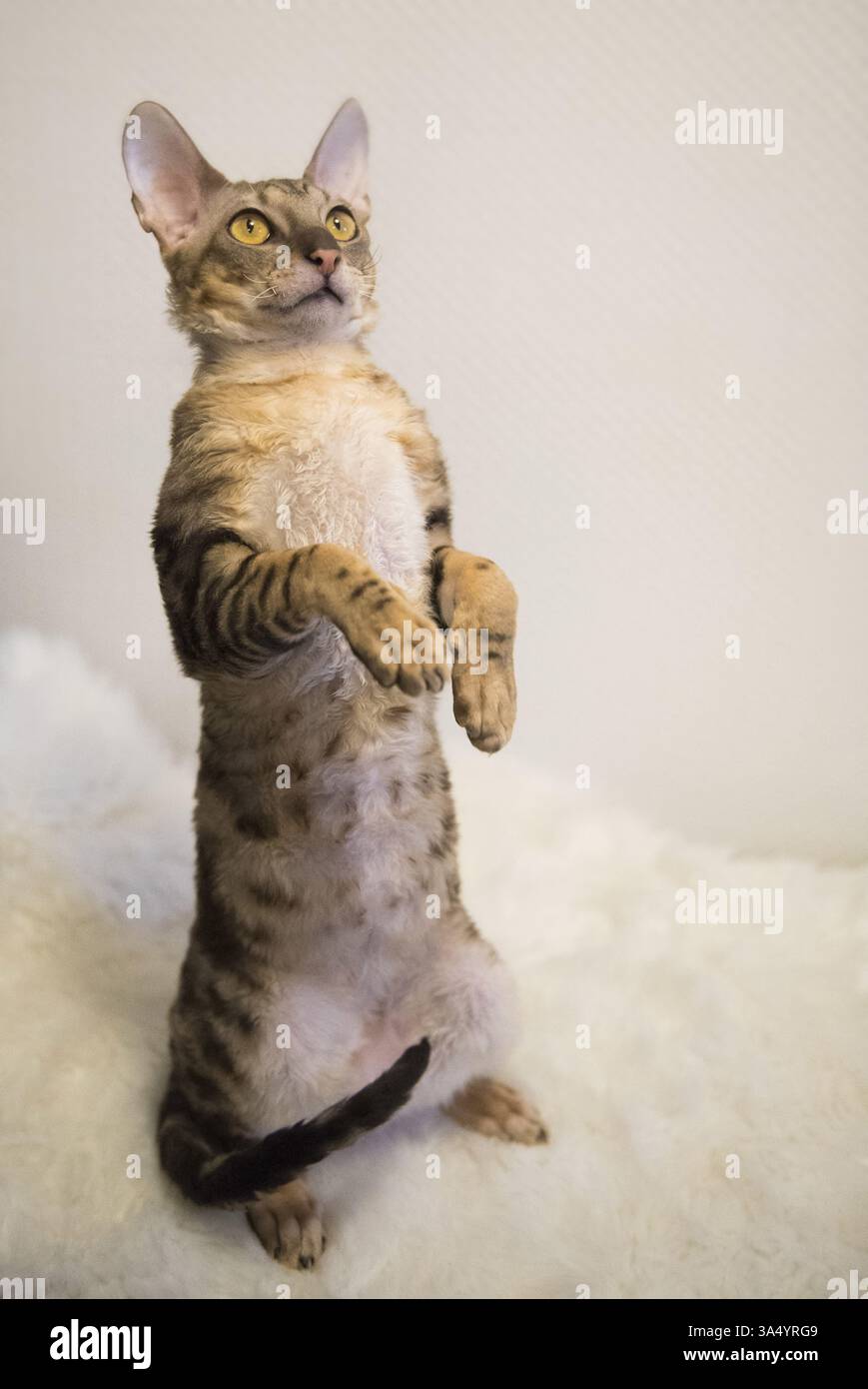Cornish Rex Stock Photo
