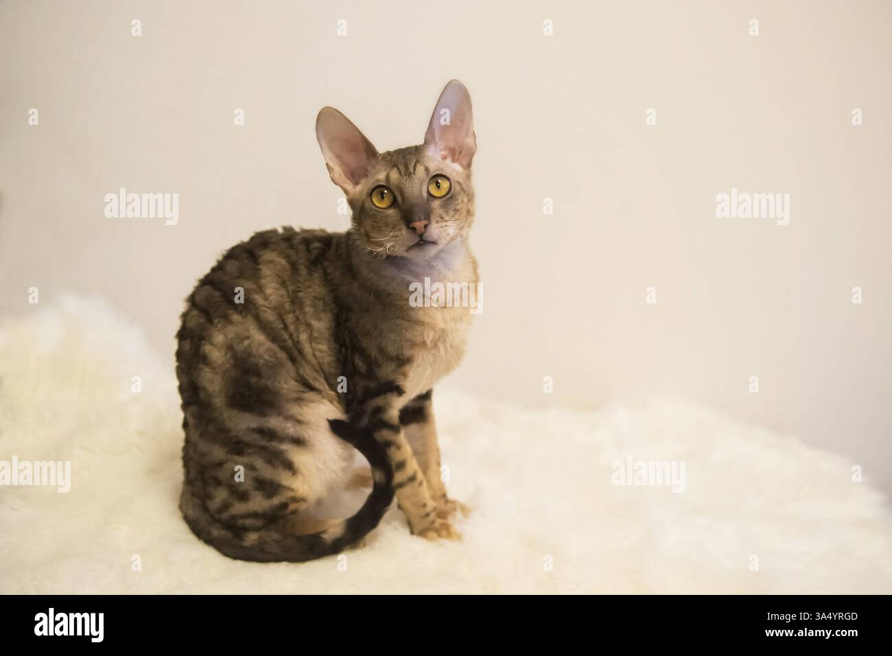 Cornish Rex Stock Photo