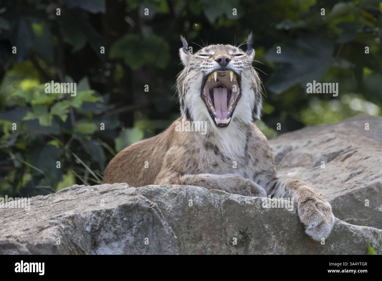 Yawns yawn hi-res stock photography and images - Alamy