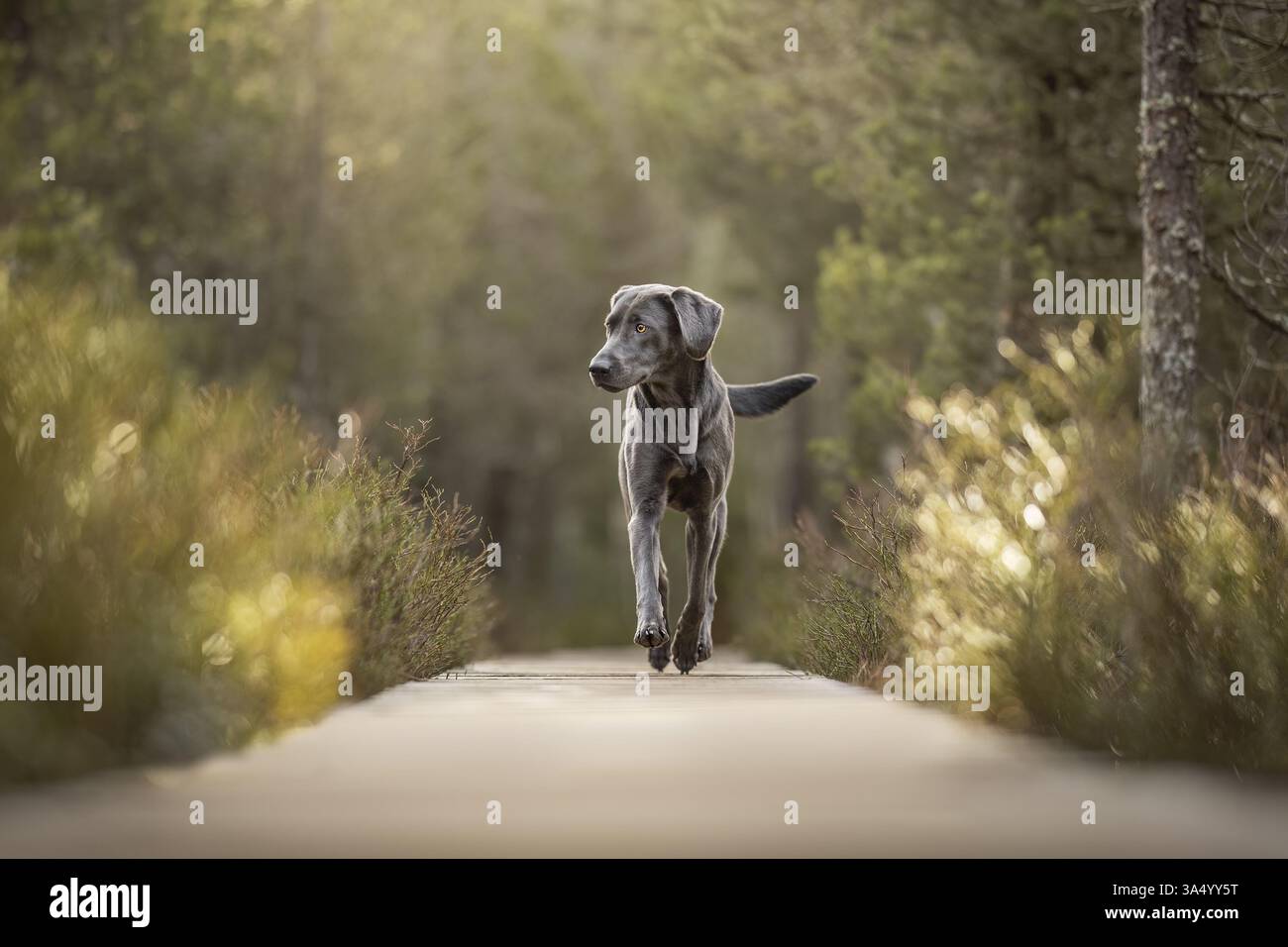 Labrador Retriever Stock Photo