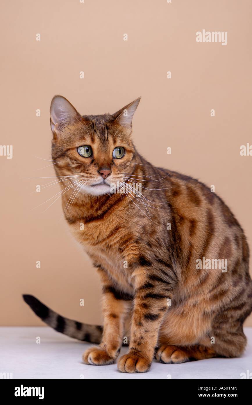 A beautiful Bengal cat with a golden-brown coat and green eyes sits gracefully against a beige background, gazing curiously to the side with a sharp. Stock Photo