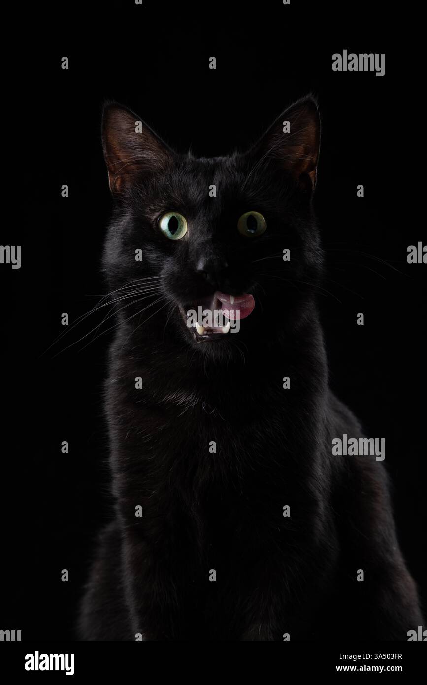 Mysterious black cat with piercing eyes and a playful lick charming yet a little mischievous. Stock Photo