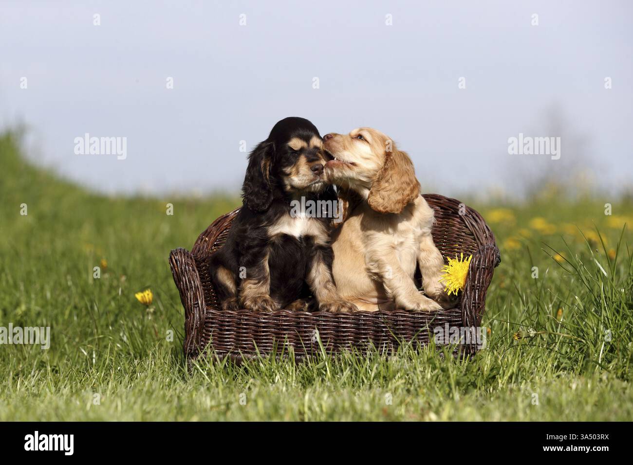 English Cocker Spaniel Puppy Stock Photo