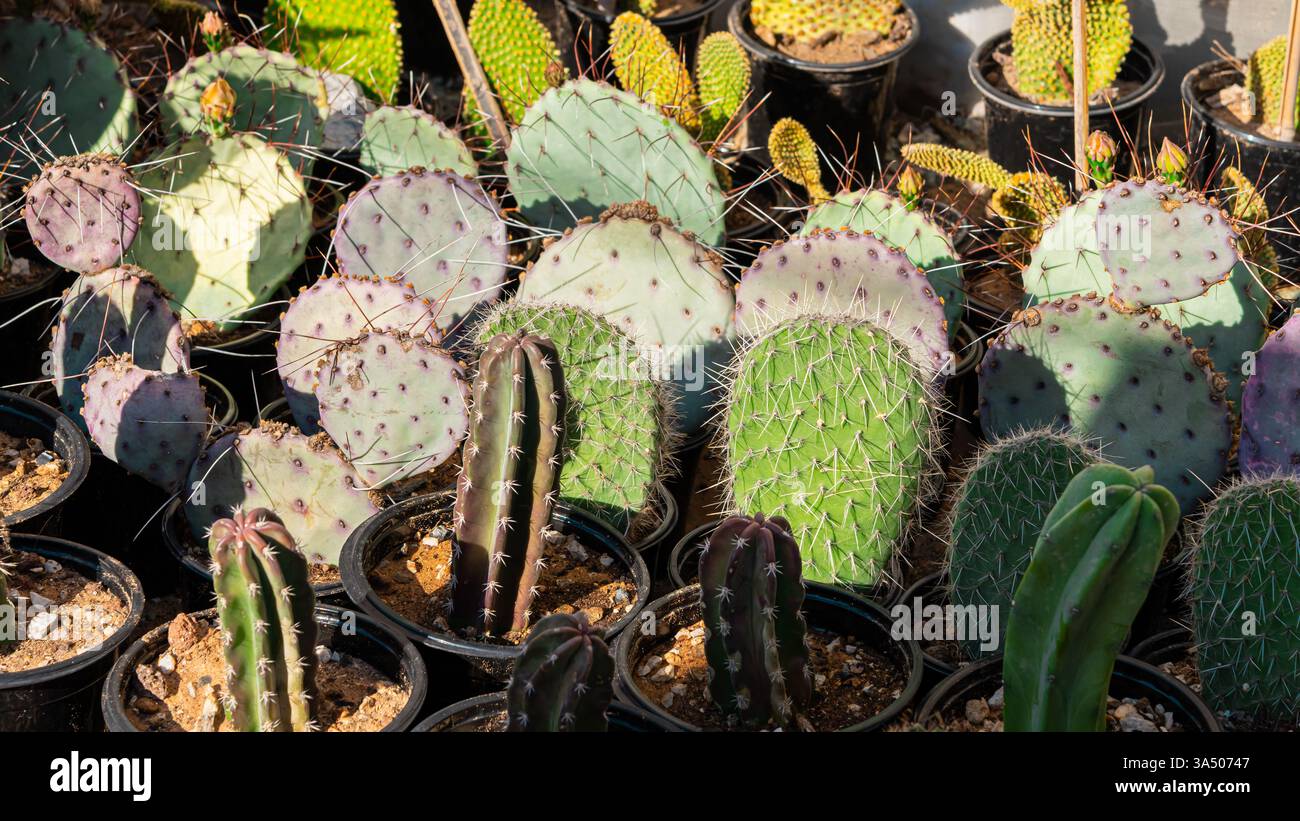 Garden wheelbarrow plants. High quality photo Stock Photo - Alamy