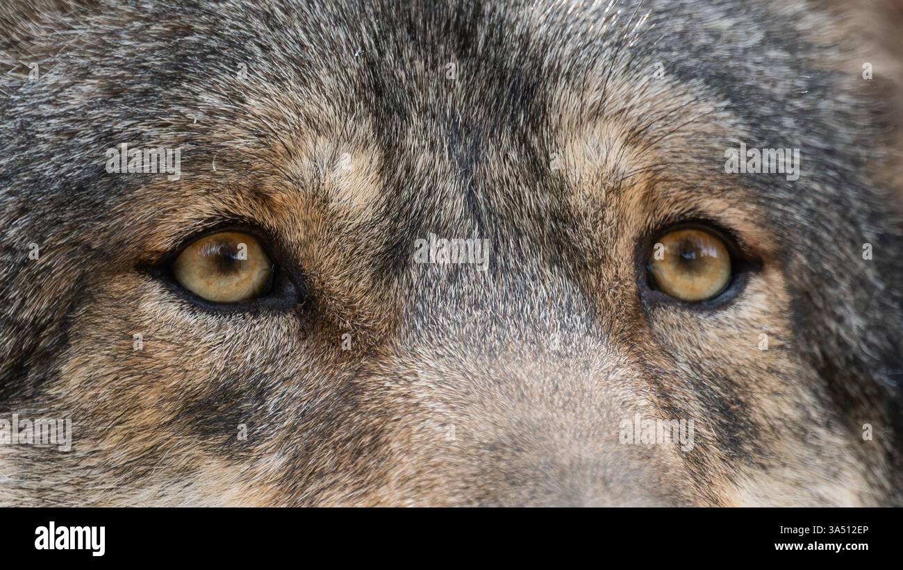 alternative wolf and bear park black forest