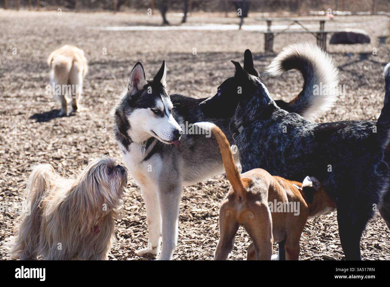Multiball Dogs Group dogs smelling other hi-res stock photography and images - Alamy