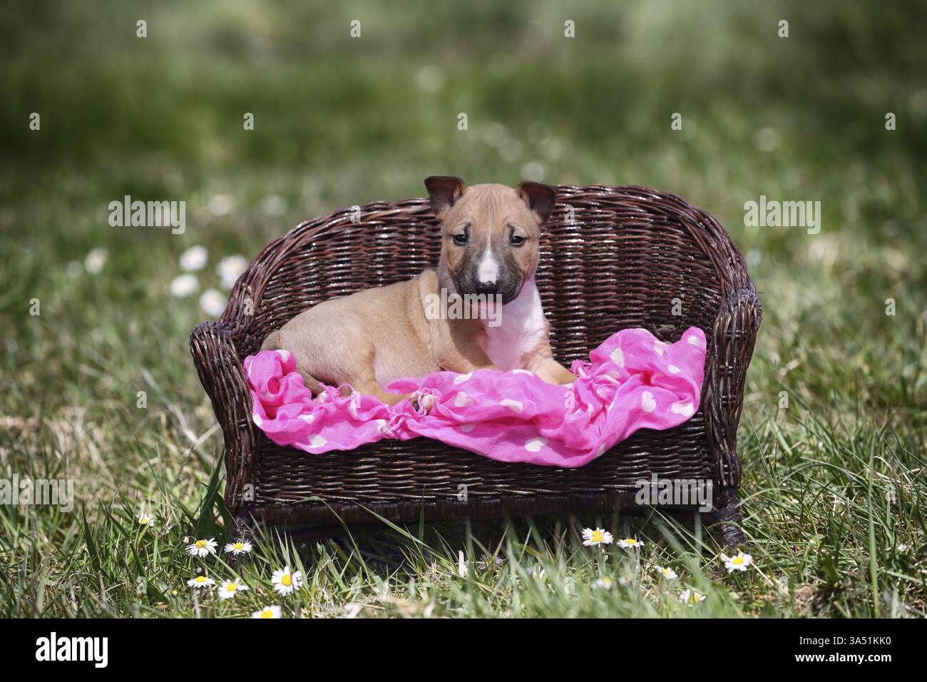 Miniature Bull Terrier Puppy Stock Photo