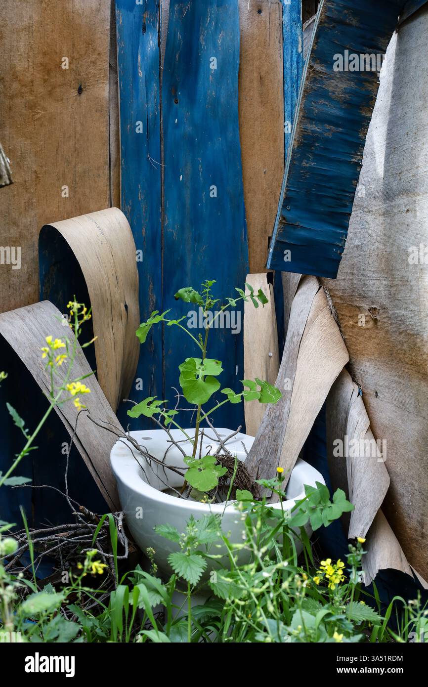 A small green plant emerges from an abandoned white toilet bowl, surrounded by debris and broken wooden panels Stock Photo
