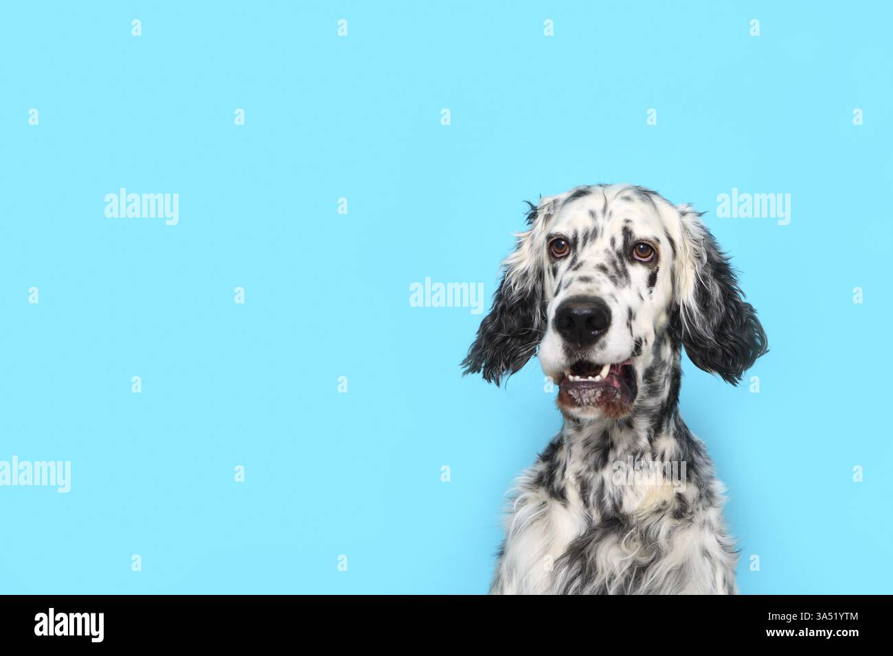English Setter Umbrella - Blue English Setter Umbrella - Blue