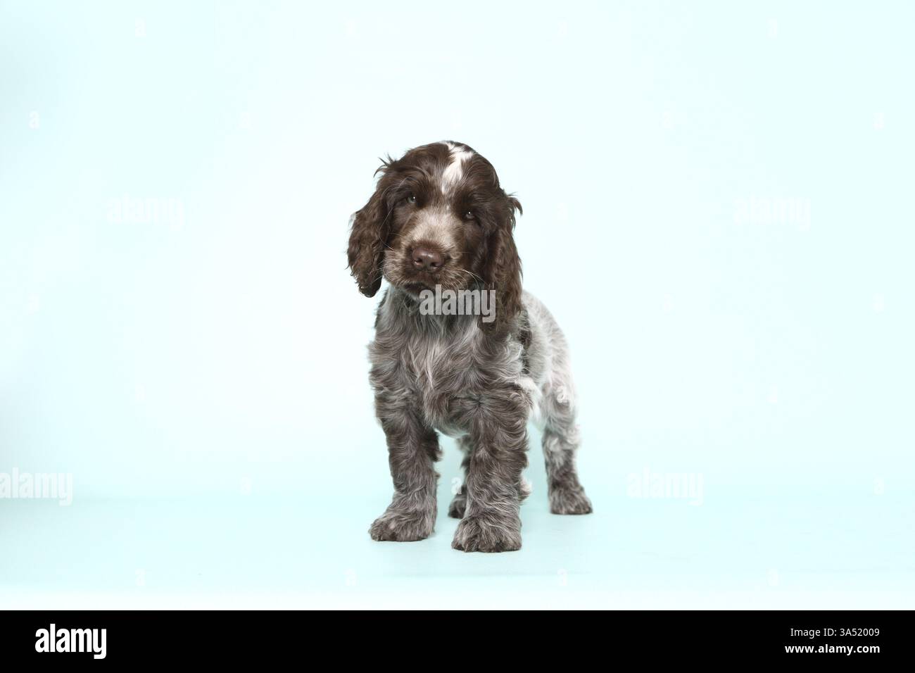 English Cocker Spaniel Puppy Stock Photo
