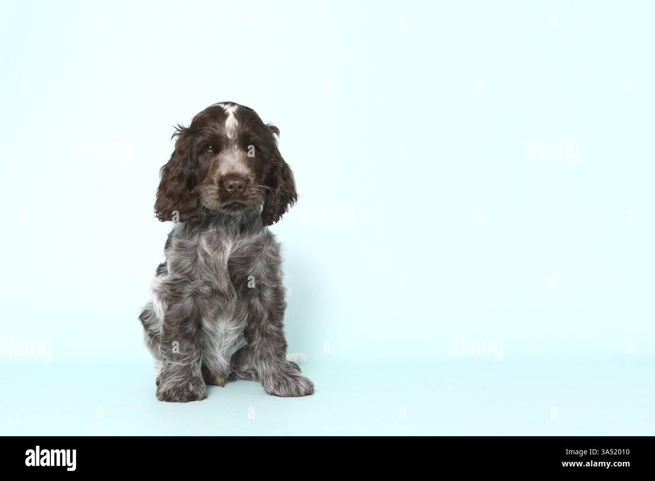 English Cocker Spaniel Puppy Stock Photo