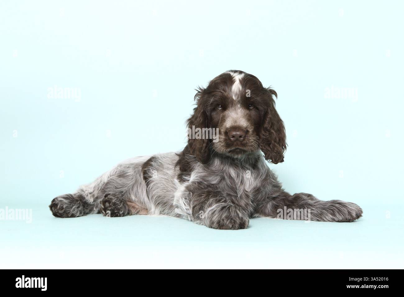English Cocker Spaniel Puppy Stock Photo