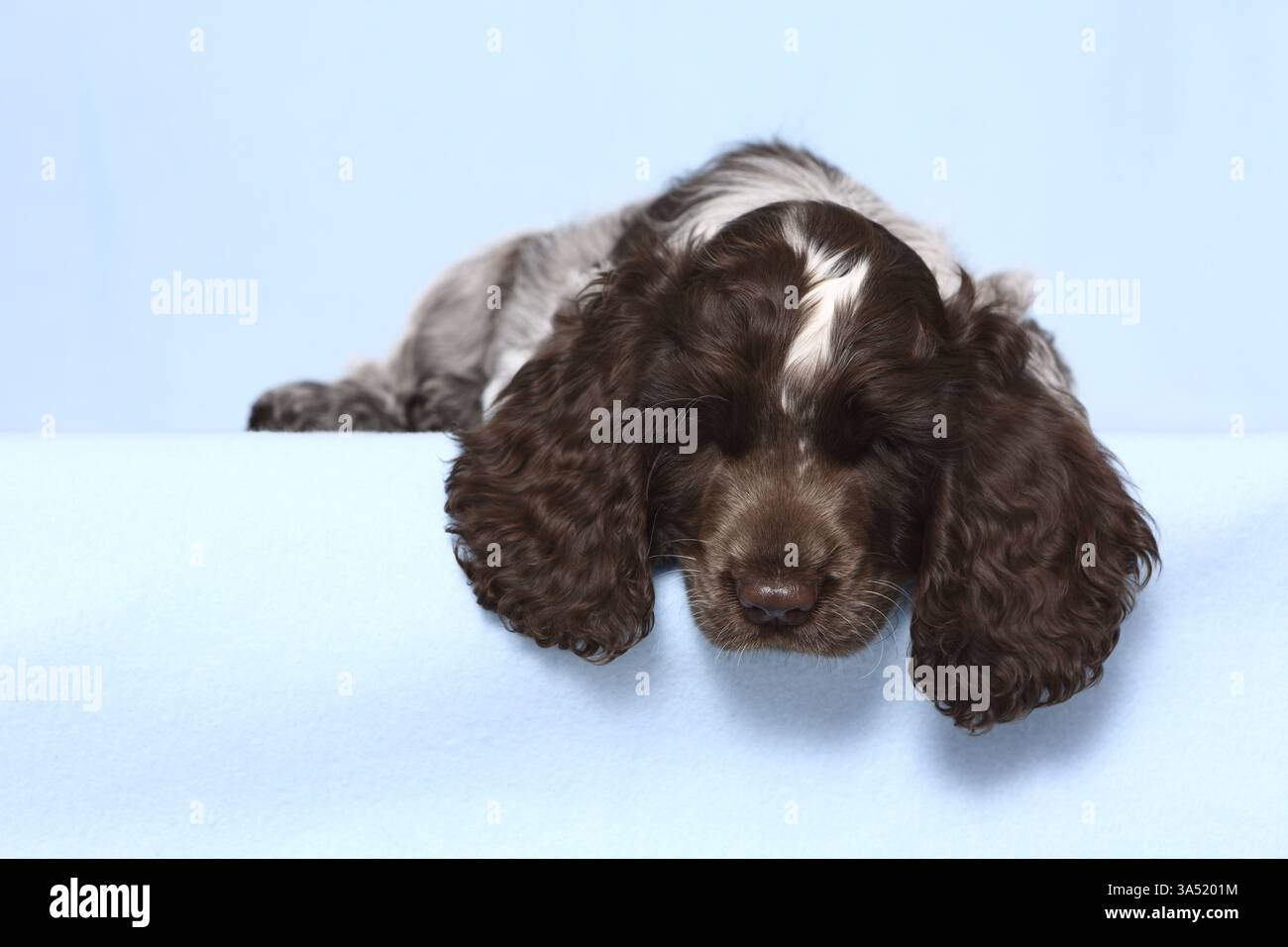 English Cocker Spaniel Puppy Stock Photo