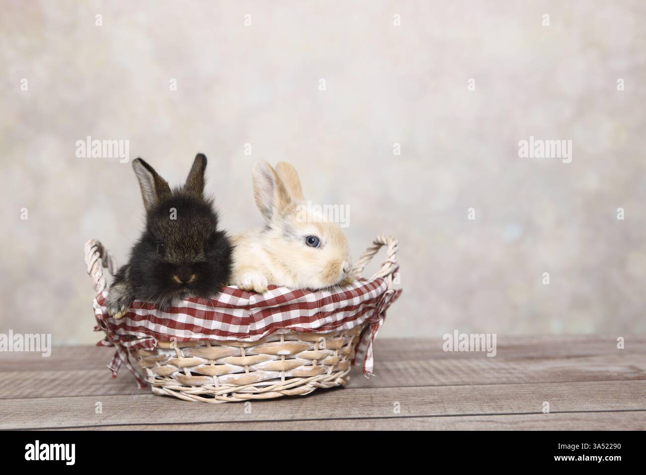 young rabbits Stock Photo