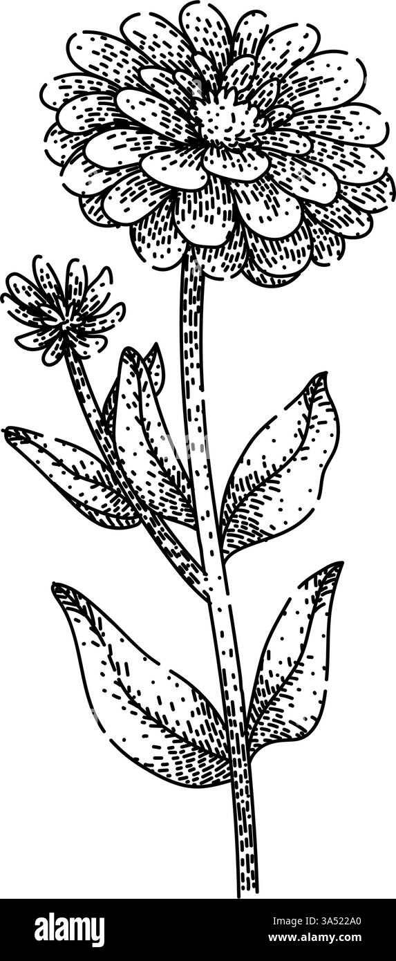 flower zinnia sketch hand drawn vector Stock Vector Image & Art - Alamy