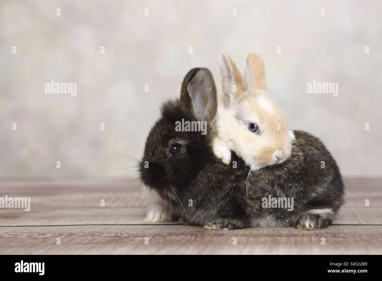young rabbits Stock Photo