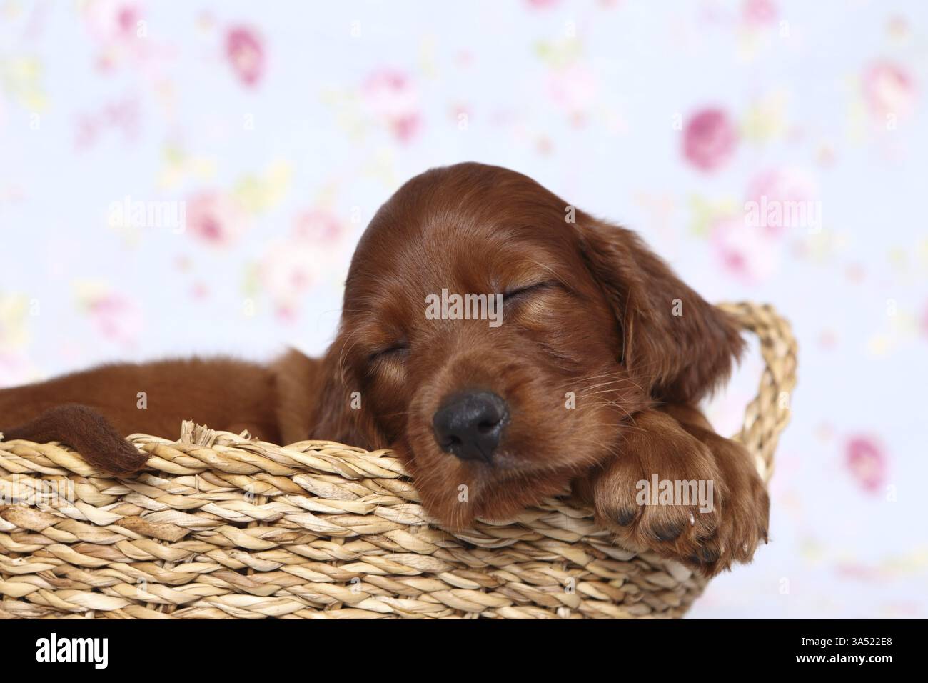 Irish Setter Laundry Basket Irish Setter Laundry Basket