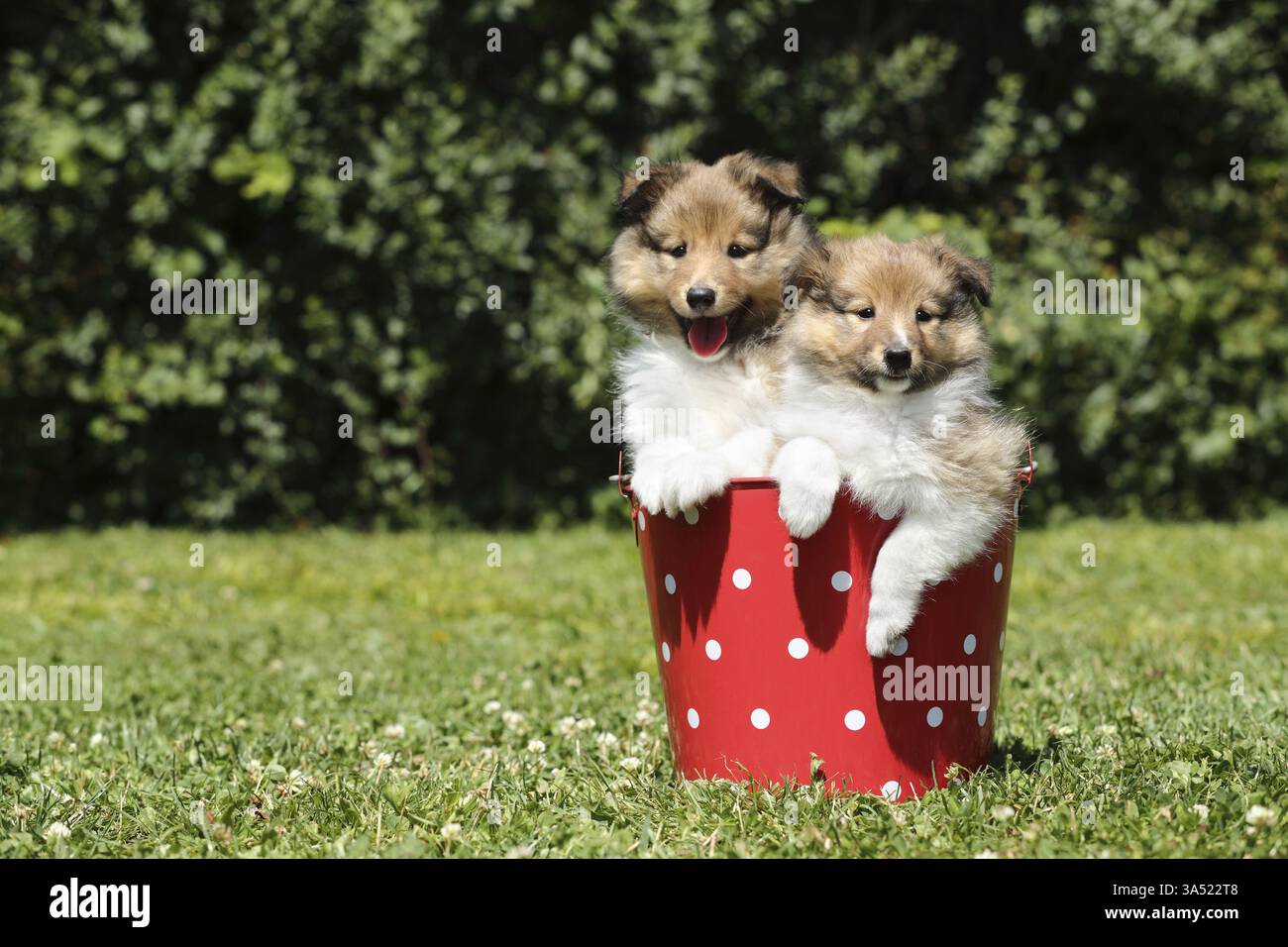 Sheltie Puppies Stock Photo