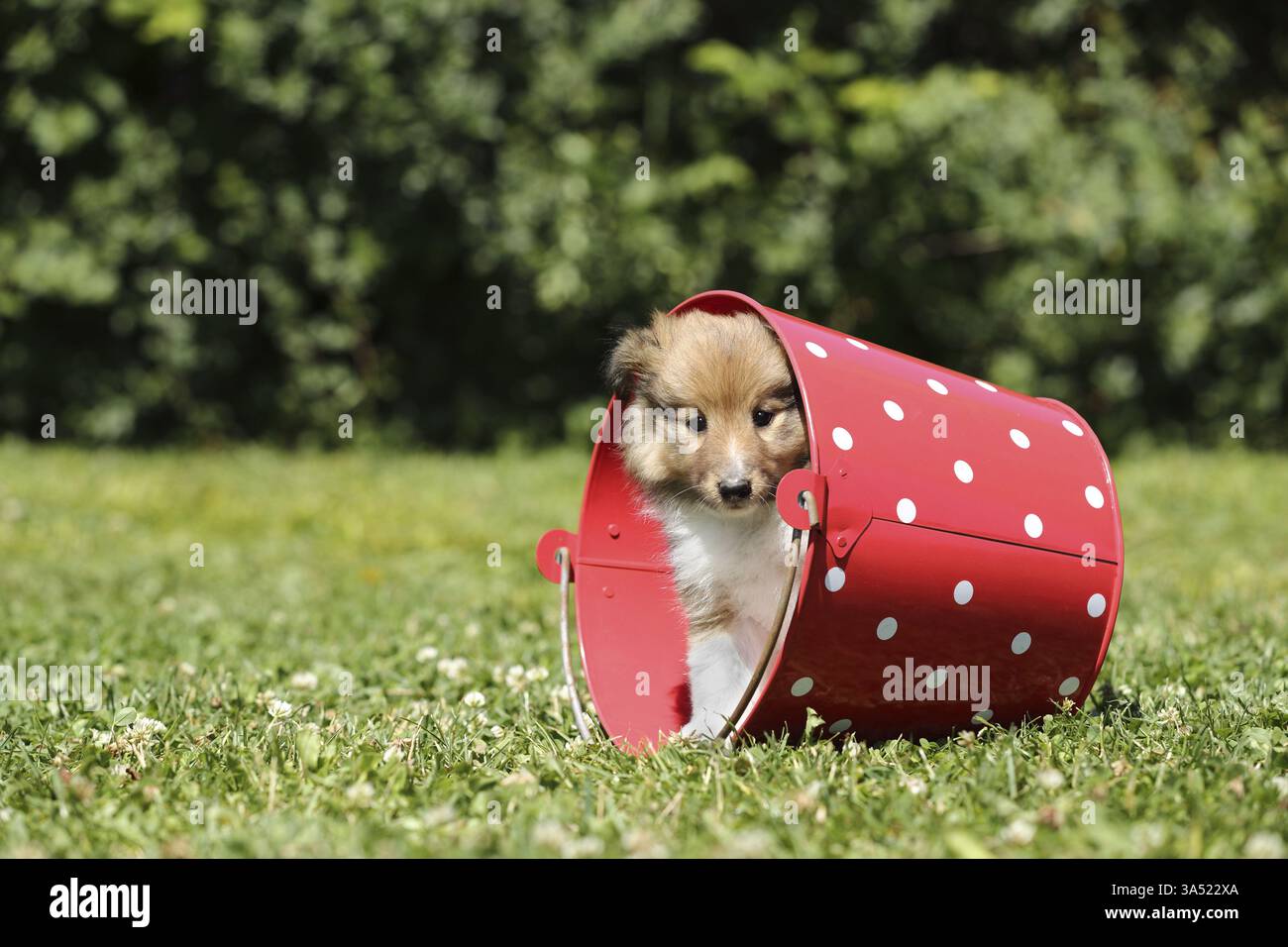 Sheltie Puppy Stock Photo