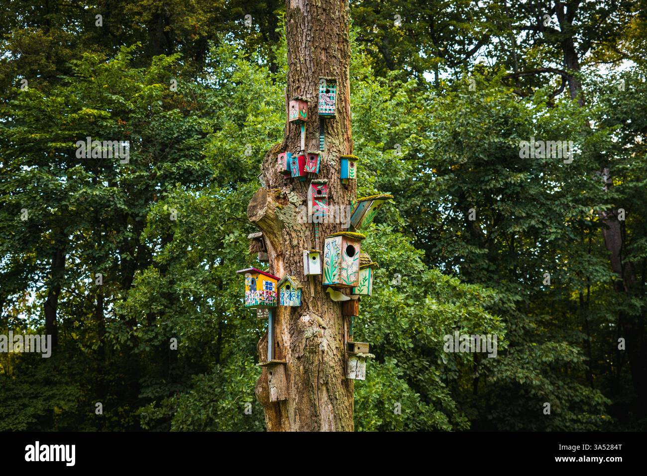 Many Colorful Bird Nesting Boxes on a Tree Trunk in the Forest Stock Photo
