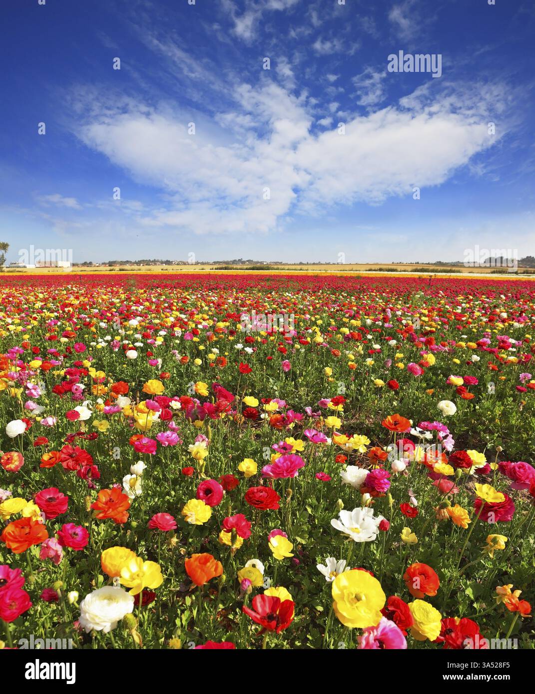 Spring flowering. Huge fields of large colorful buttercups and ...