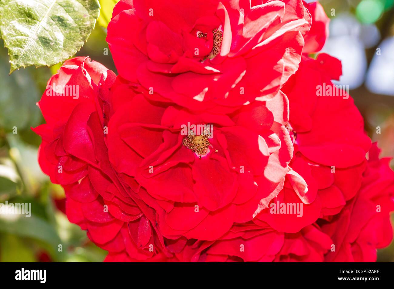 Spring colors in the Botanical Garden of Bucharest Stock Photo - Alamy