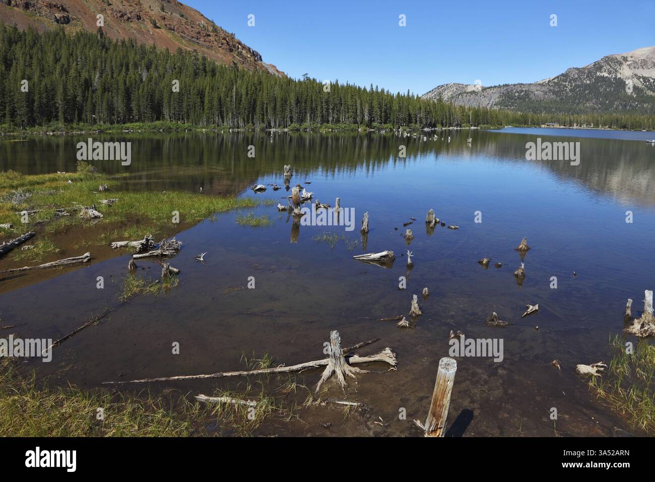 Dense coniferous forest reflected hi-res stock photography and images ...
