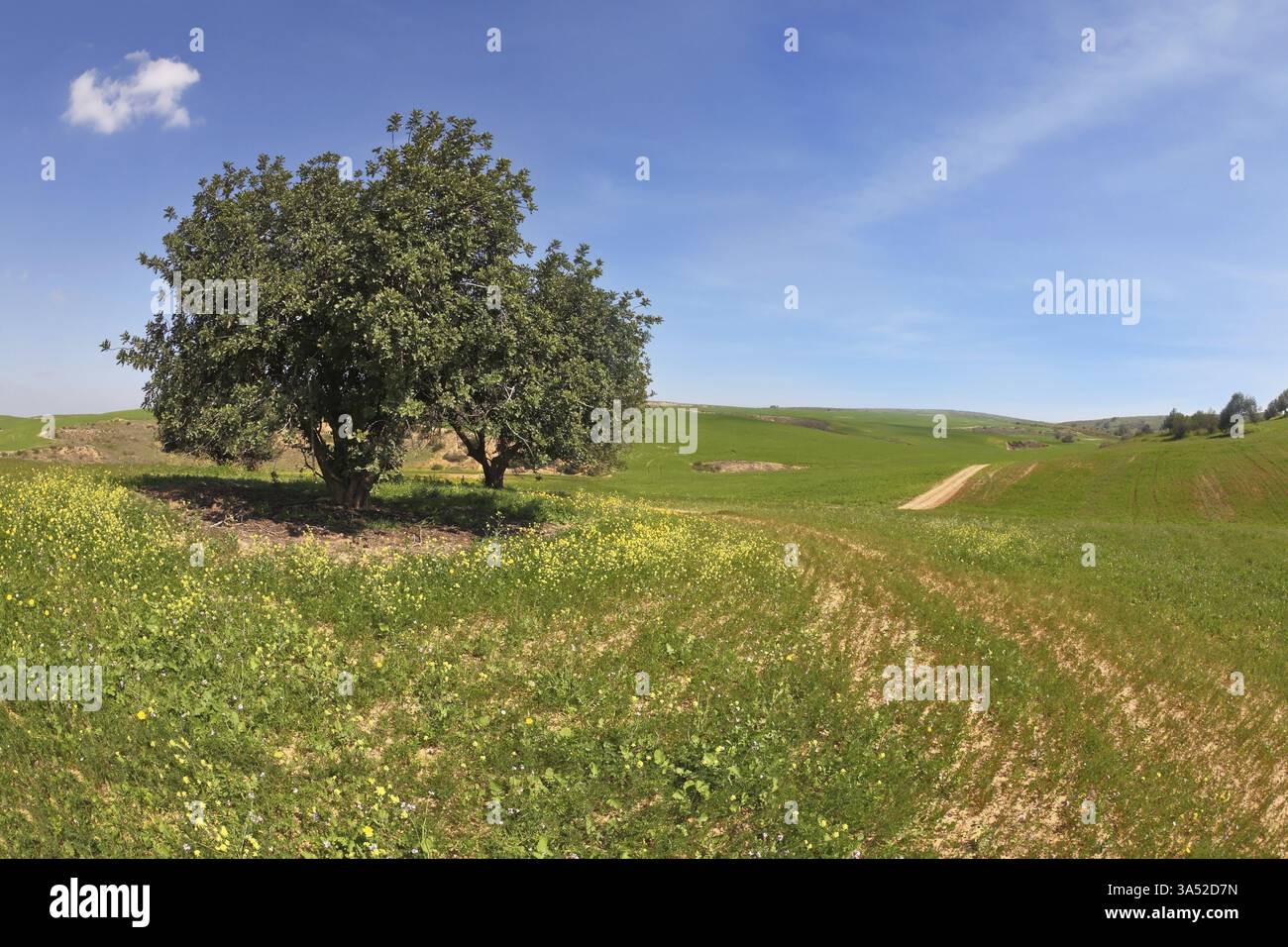 The wonderful spring day. The huge field with blooming buttercups and ...