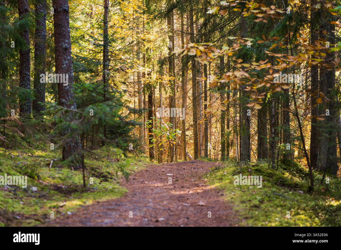 Forest path tall trees sunlight hi-res stock photography and images - Alamy
