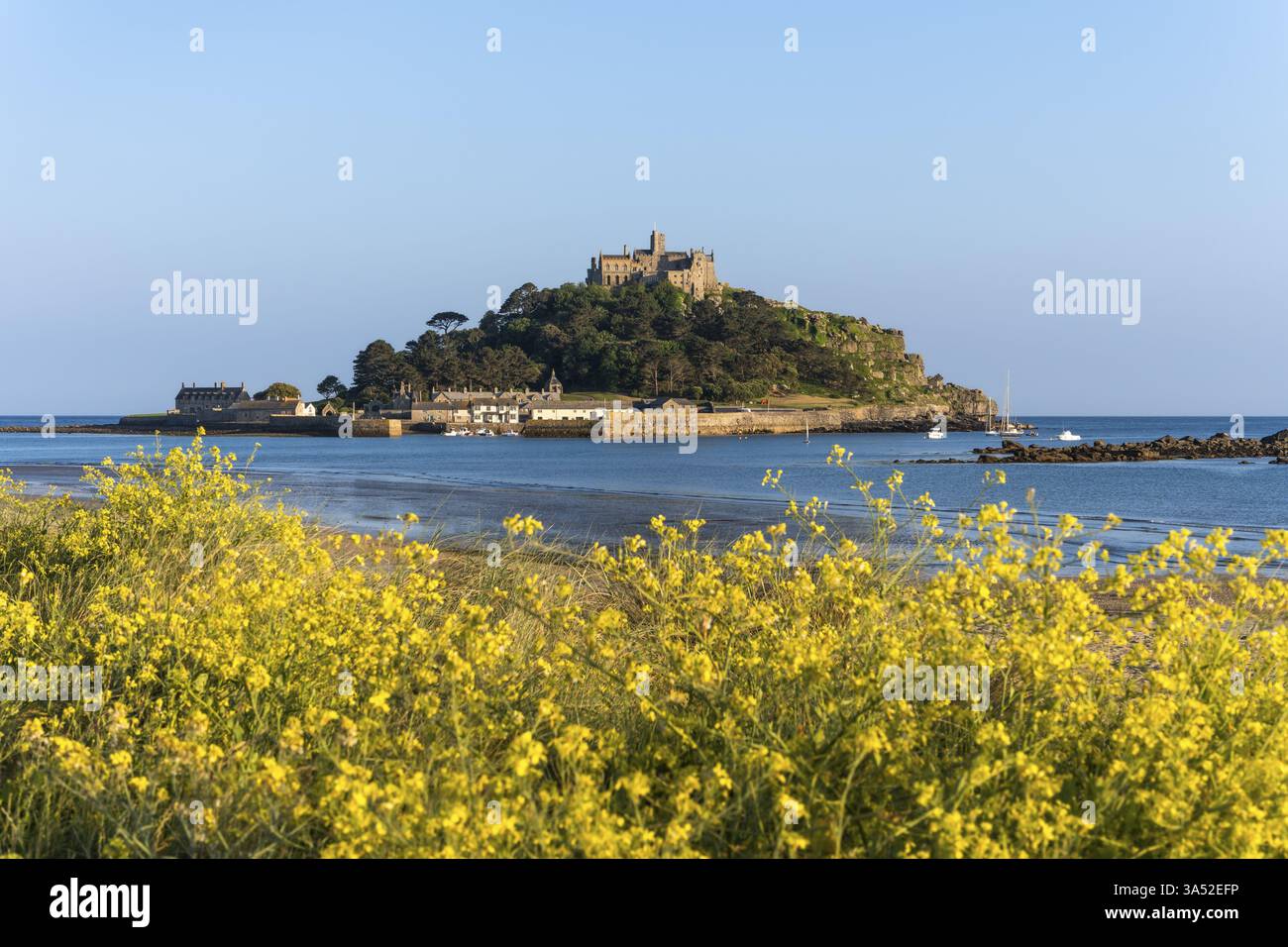 View of St Michaels Mount, from Marazion Beach. Yellow flowers in front ...
