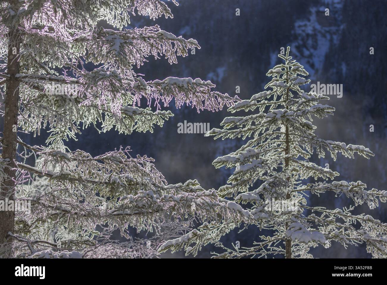 Backlit hoar frosted spruce tree. The hoar frost shows a prism effect ...