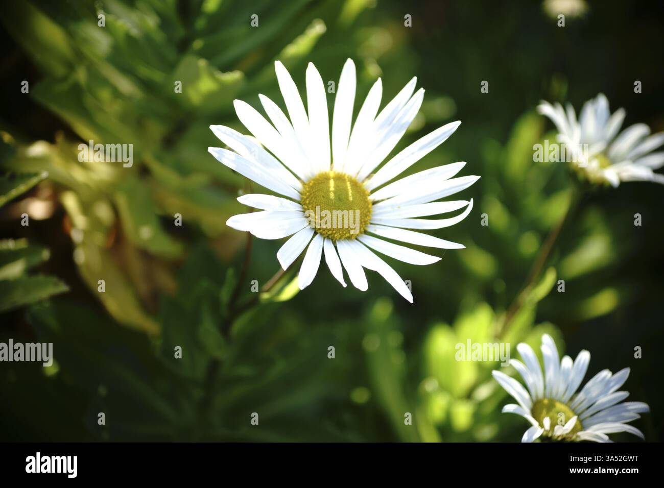 The top view of a chrysanthemum flower in sunlight Stock Photo - Alamy