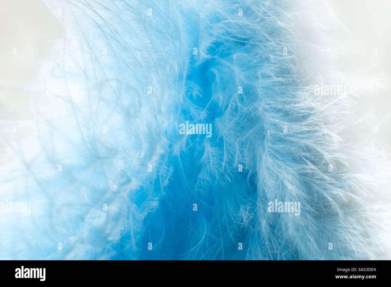 Blue and white feathers close up Stock Photo
